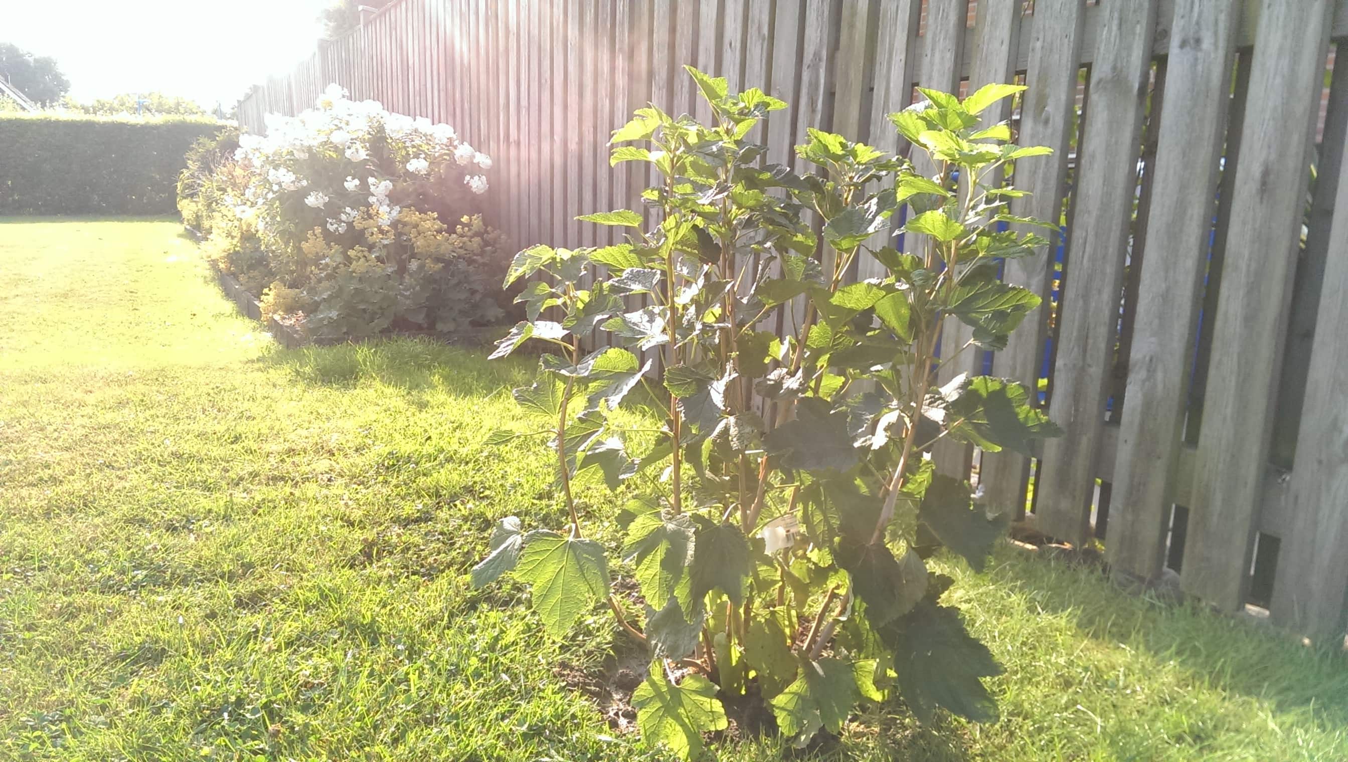 Av vinbärsbuskar gör man vin? – dag 7