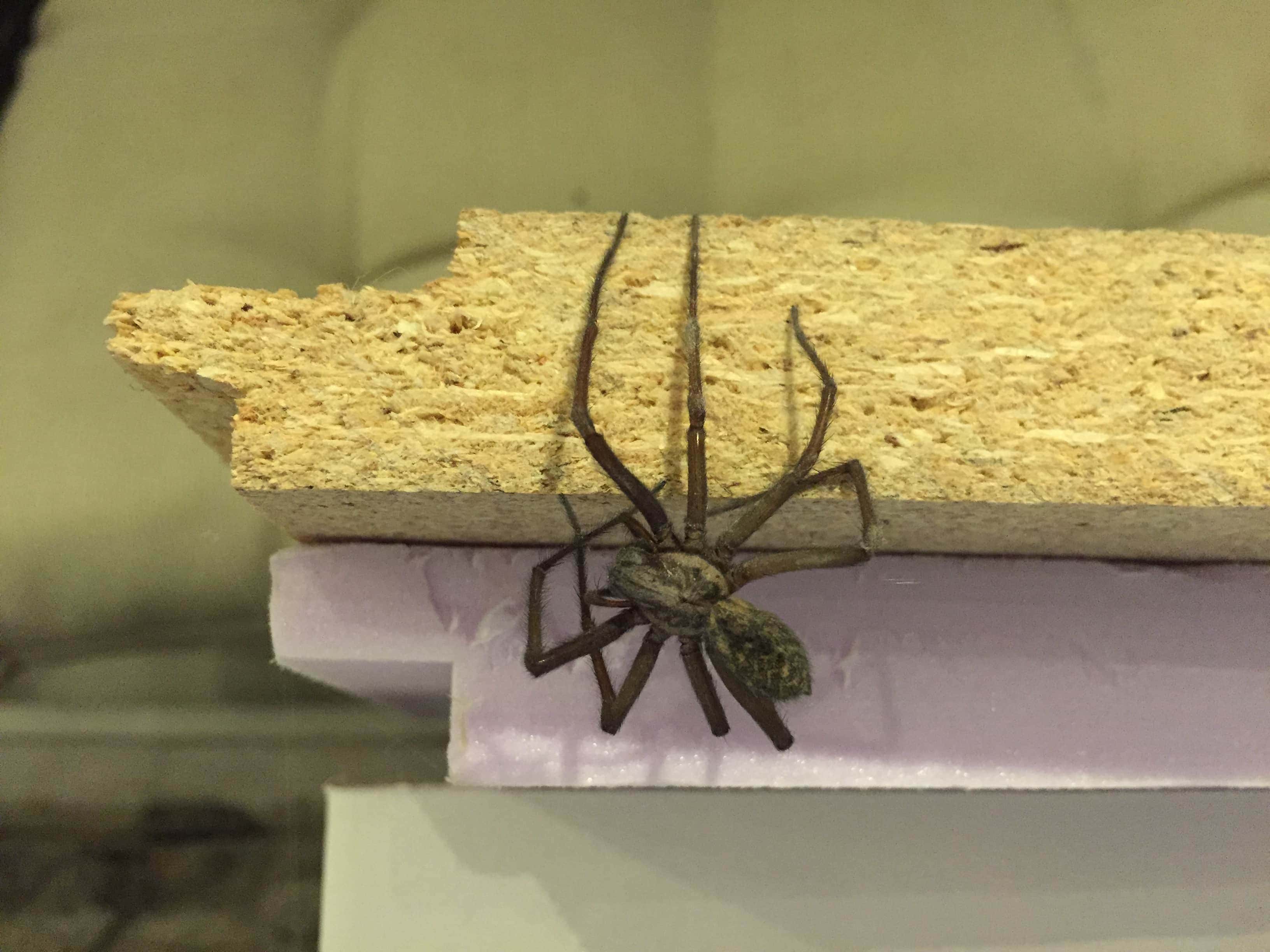 Nytt husdjur (känsliga läsare varnas)