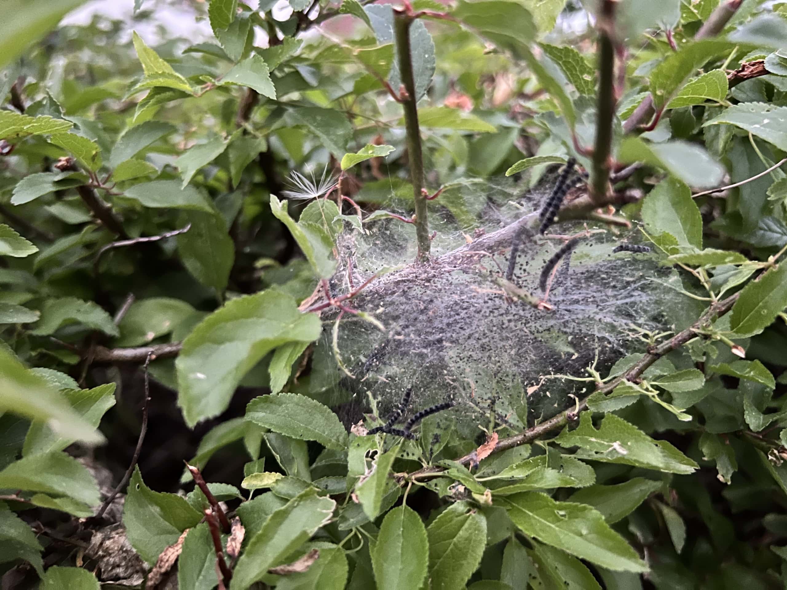 Ett spindelnät hänger mellan gröna grenar, omgiven av frodiga blad, vilket skapar en naturlig och livfull atmosfär i trädgården.