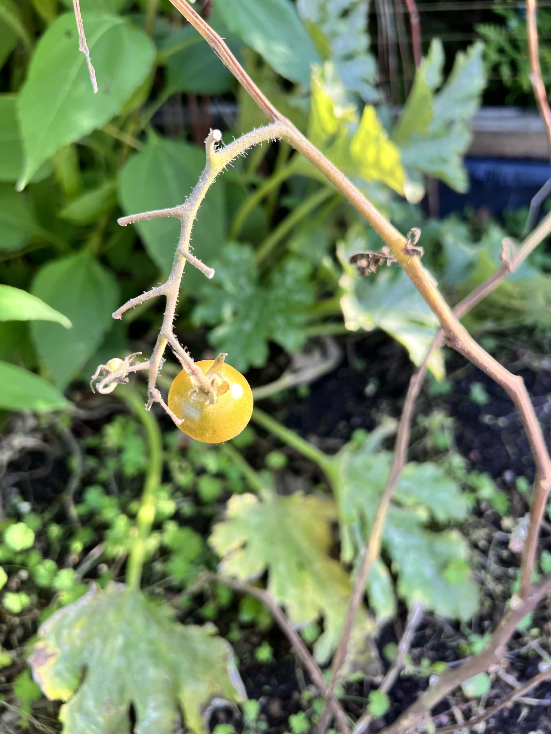En gul grönsak hänger på en tunn gren, omgiven av gröna blad och växtlighet i en solig trädgård.