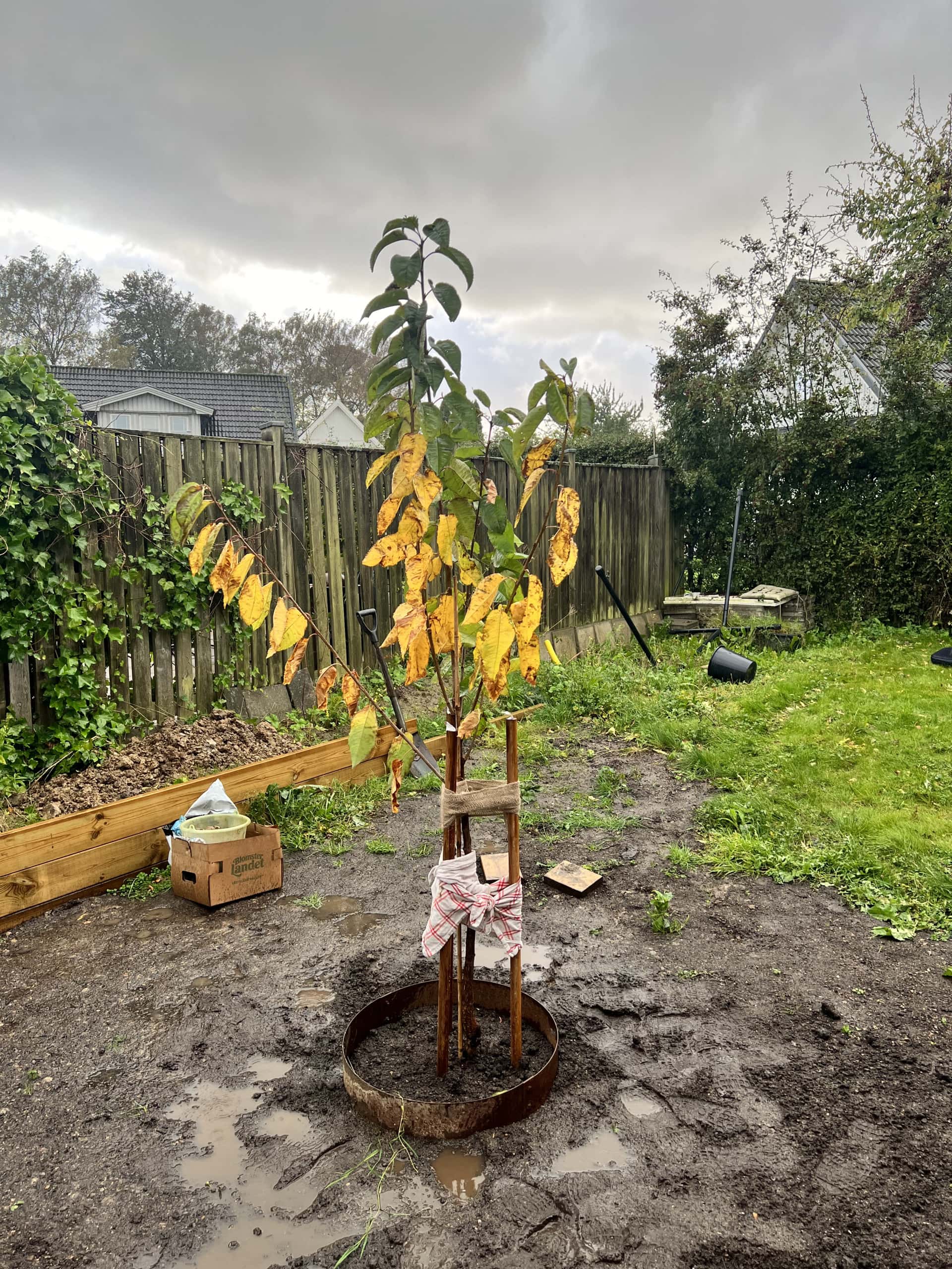En ung, gulbladig trädplanta står i en lerig trädgård, omgiven av grönska och ett staket, under ett molnigt väder.